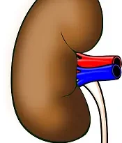 Home Treatments for Kidney Wellness