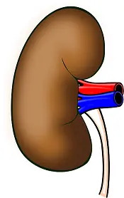 Home Treatments for Kidney Wellness